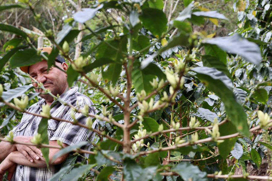 Finca Los Ochoa Lempira