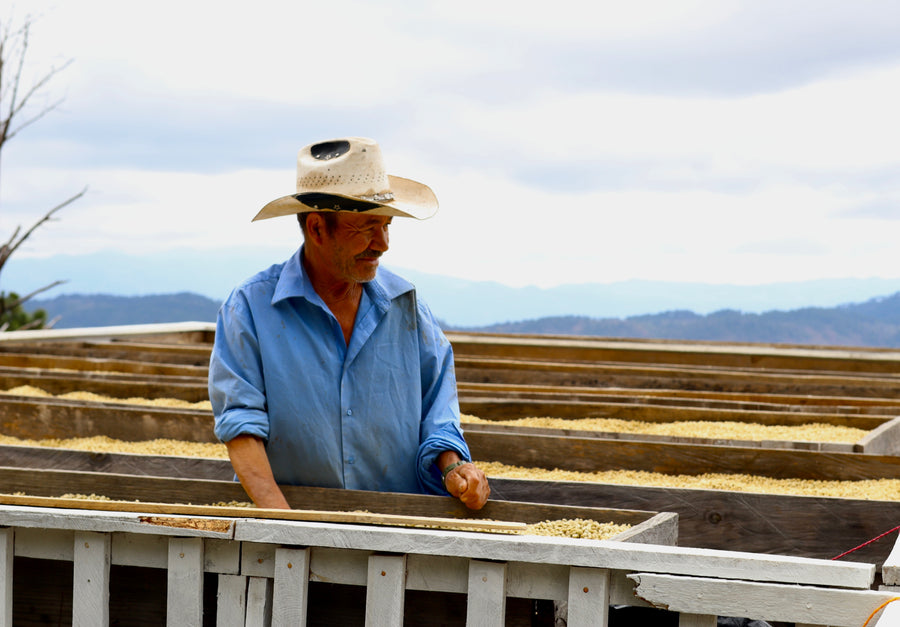 Finca Los Ochoa Parainema